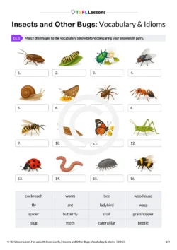 Insect Vocabulary & Idioms
