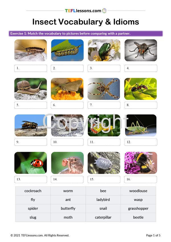 Insect Vocabulary and Idioms