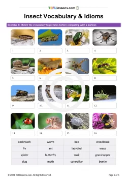Insect Vocabulary and Idioms | ESL Lesson Plan